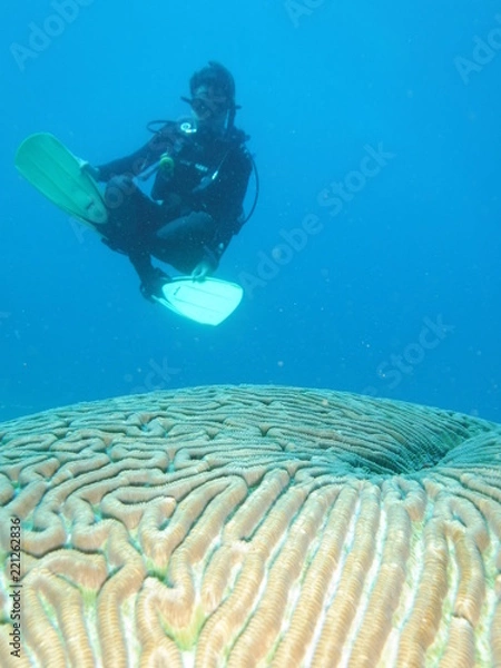 Fototapeta Buceador 2