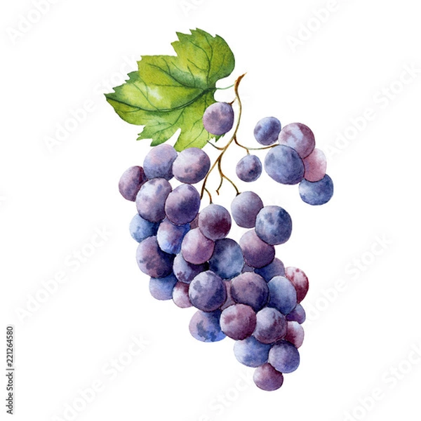 Fototapeta watercolor fruit branch grape