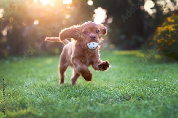 Obraz Happy puppy playing with ball