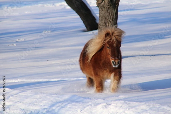 Obraz Shetland pony in the snow