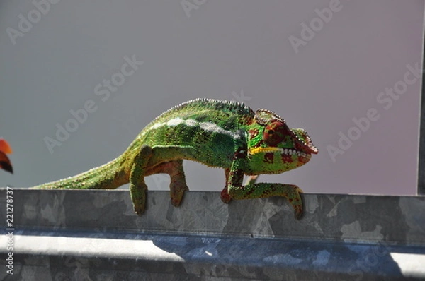 Fototapeta CAMÉLÉON ÎLE RÉUNION