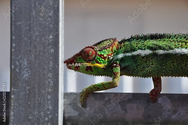 Obraz caméléon île Réunion