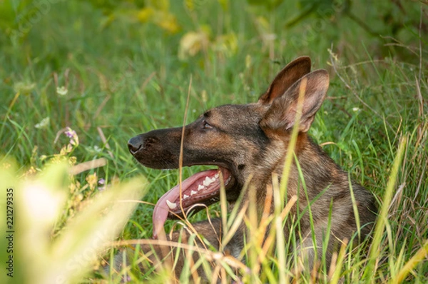 Fototapeta Portrait of a German Shepherd dog lying on the tall grass