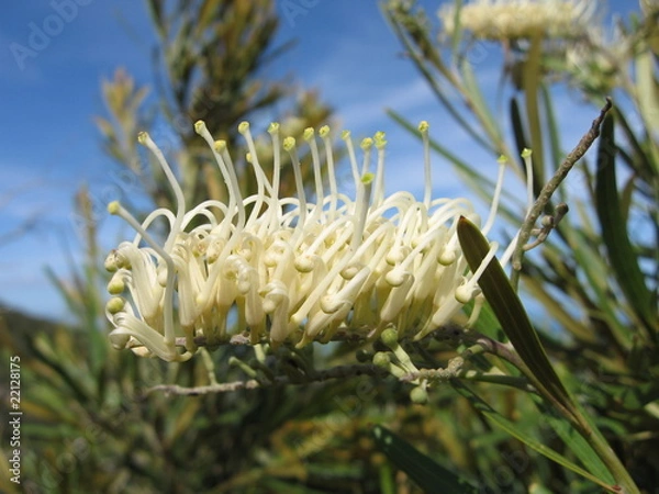 Fototapeta Fleur exotique
