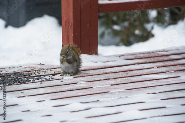 Fototapeta Red Squirrel