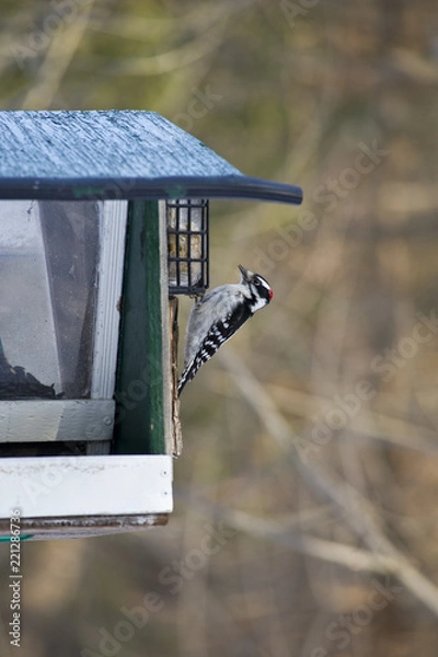 Obraz Downy Woodpecker