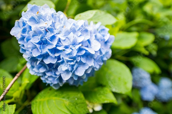 Fototapeta 紫陽花