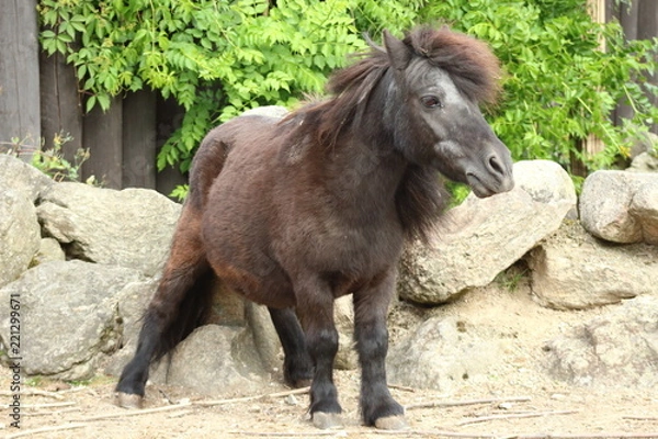 Obraz Shetland pony