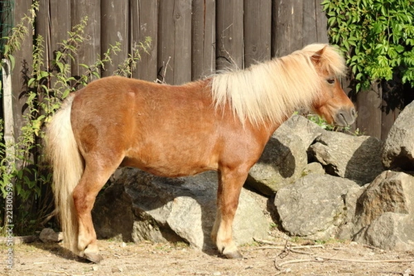 Obraz Shetland pony