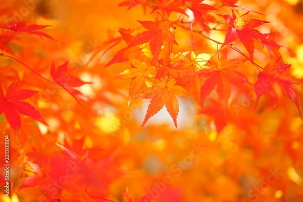 Fototapeta 紅葉　京都