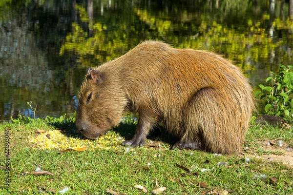 Fototapeta Capybara Hydrochaeris hydrochaeris on the hacienda, Igrejinha, Rio grando do Sul, Brazil