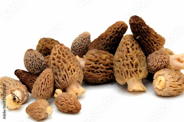 Fototapeta Morel Mushroom