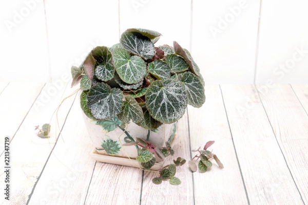 Obraz Saxifrage. Houseplant