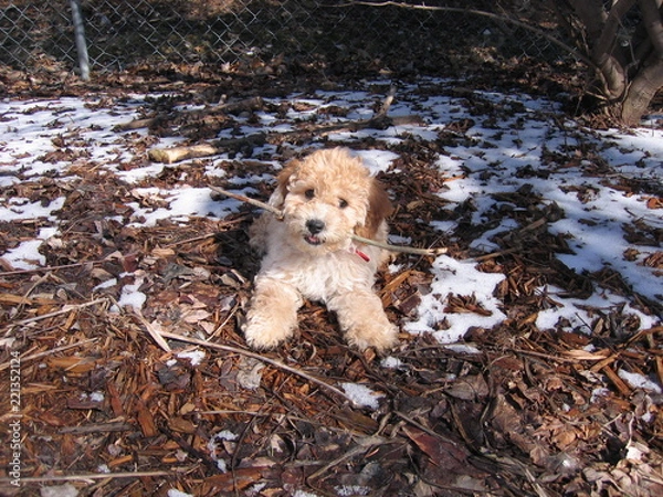 Obraz A poochon puppy playing with a stick