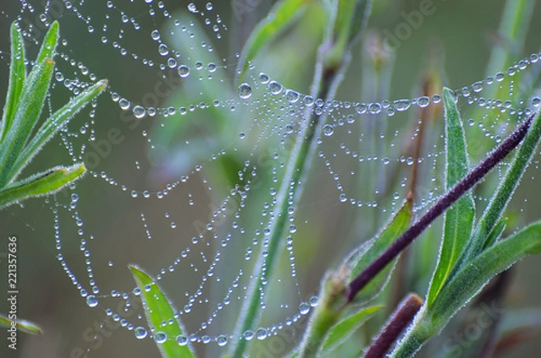 Fototapeta Zmoczone też