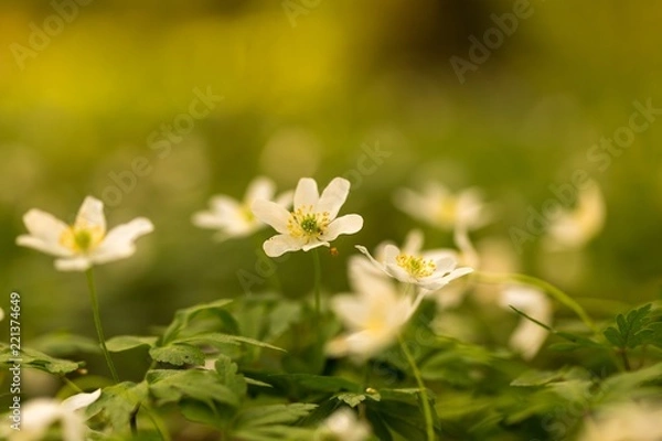 Fototapeta White anemone flowers blooming in spring forest