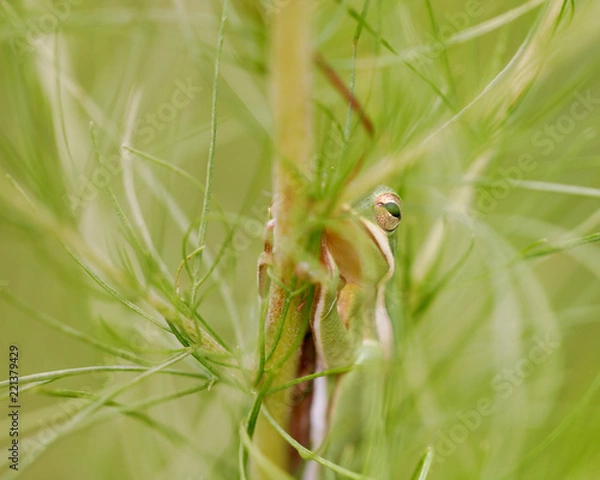 Obraz tree frog in summer