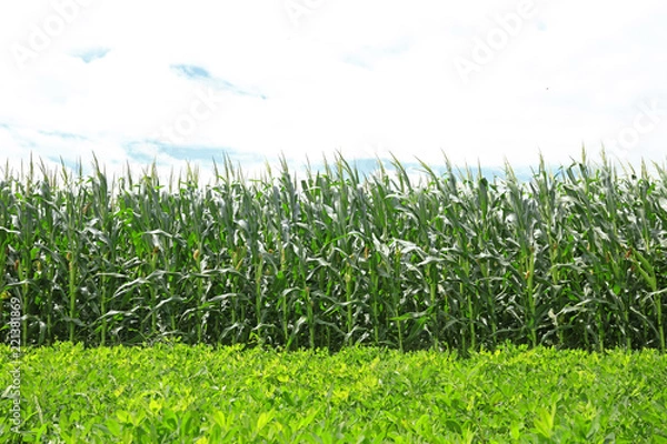 Fototapeta The peanuts and corn in the field