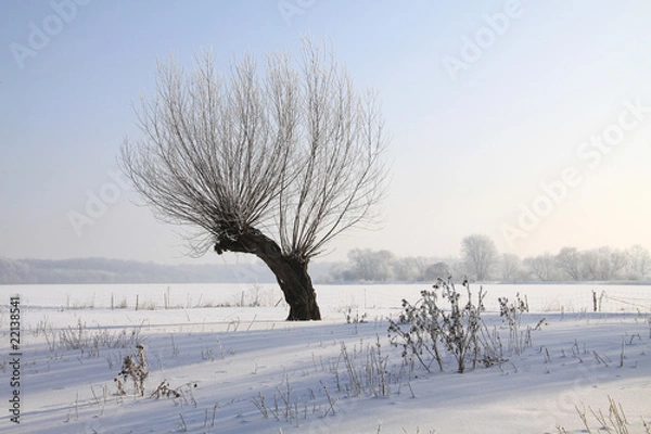 Obraz einzelner Weidenbaum im Winter