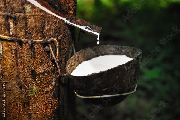 Obraz Kauczuk naturalny