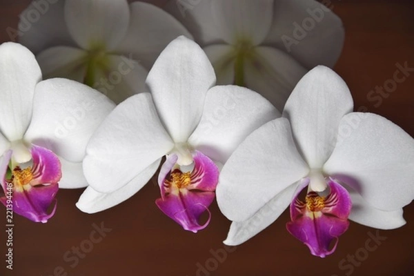 Obraz białe storczyki