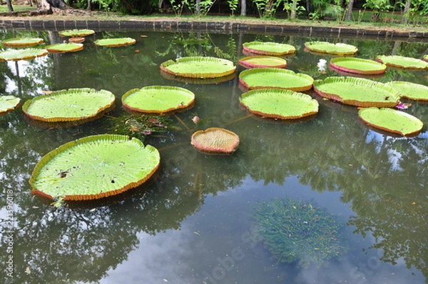 Fototapeta nénuphars géant