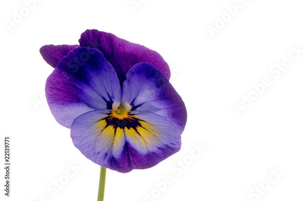 Obraz Blaues Stiefmütterchen vor weissem Hintergrund