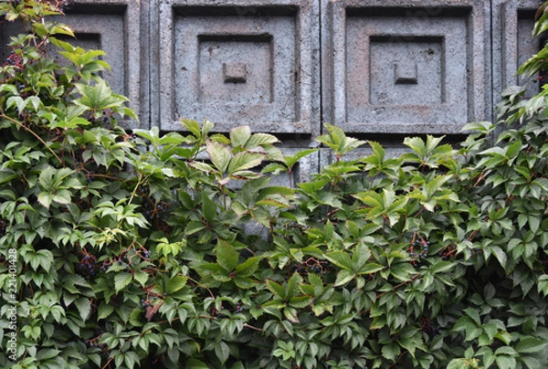 Fototapeta Autumn grapevine on a wall 