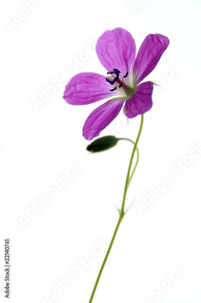 Obraz single bellflower