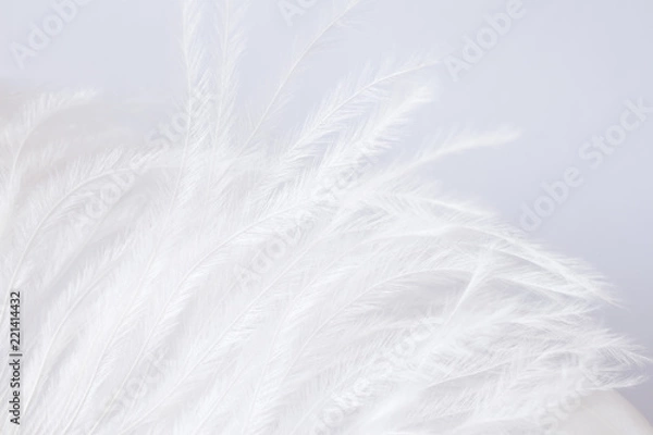 Obraz white and delicate ostrich feather