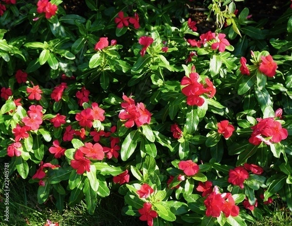 Fototapeta インパチェンス