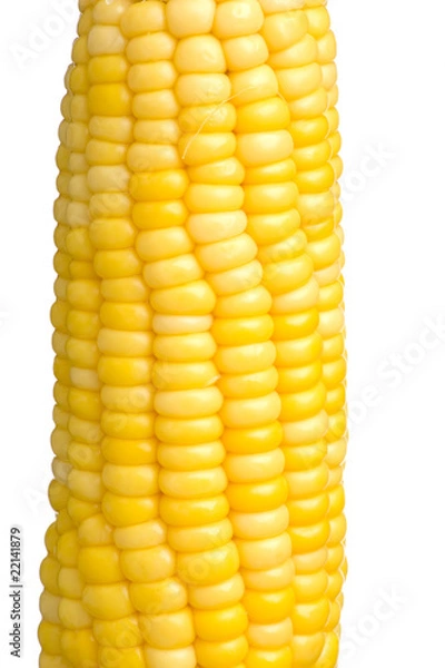 Obraz maize