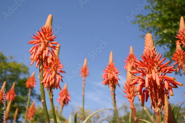 Fototapeta aloe vera flowers