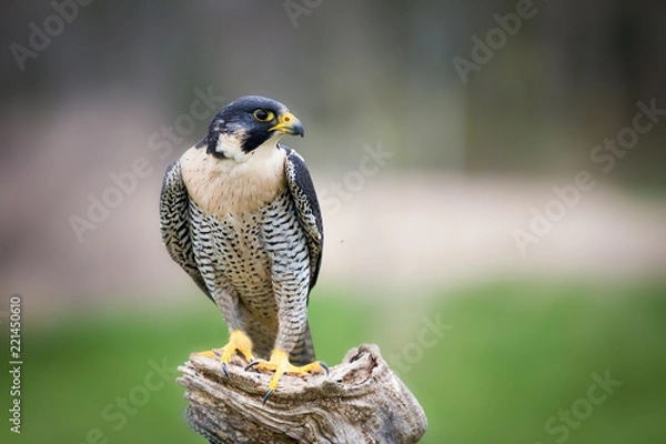 Obraz Peregrine falcon