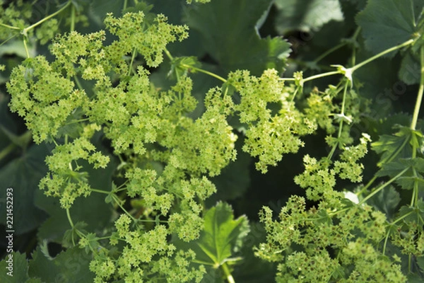 Obraz not cutted grass pattern on hot july sun