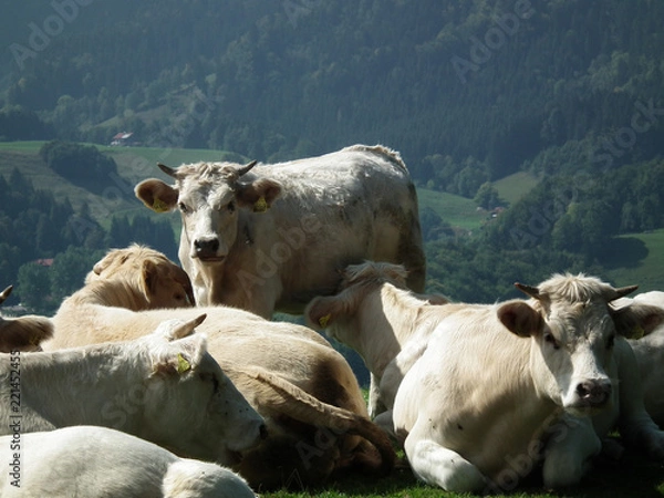 Obraz charolais in bayern