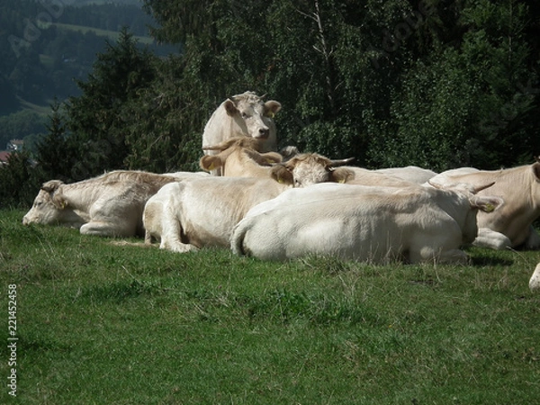 Obraz charolais in bayern