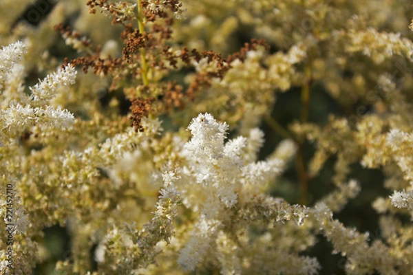 Obraz not cutted grass pattern on hot july sun