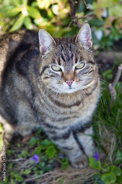 Fototapeta house cat