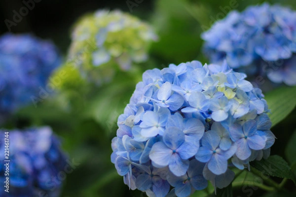 Fototapeta 6月の紫陽花