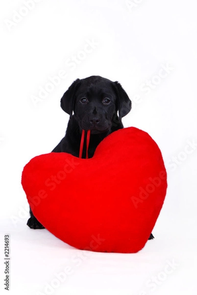 Obraz puppy with red heart