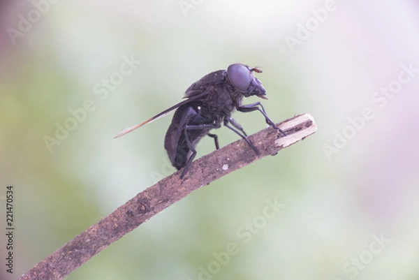 Obraz Mosca negra ojos negros