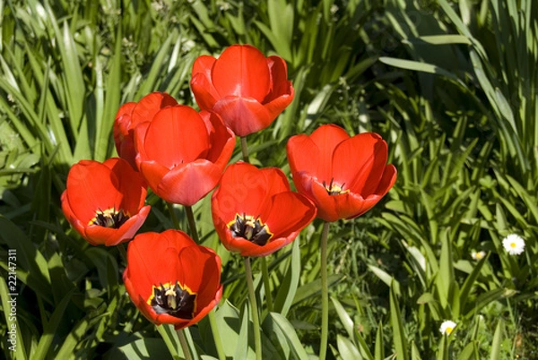 Obraz flowers blooming