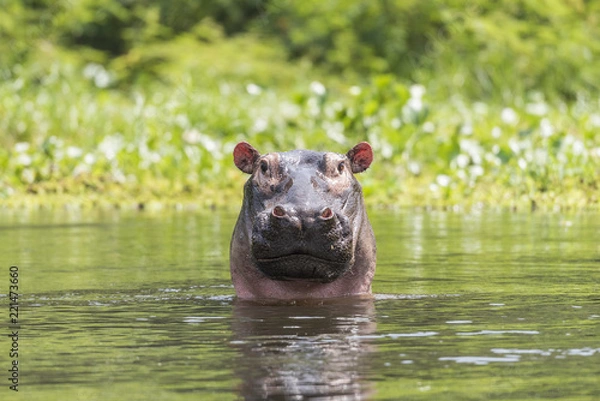 Obraz Nile Hippo