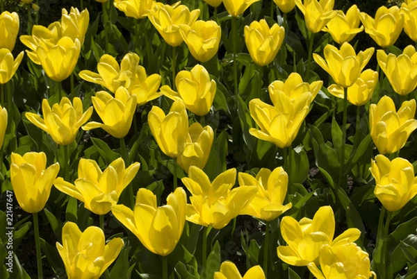 Obraz flowers blooming