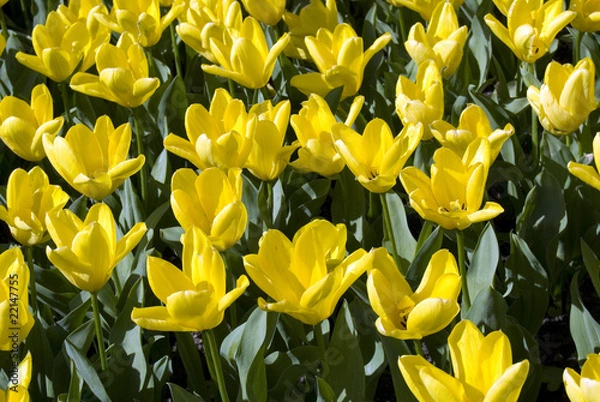 Obraz flowers blooming