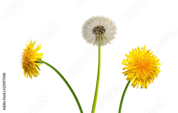 Fototapeta Dandelion on white background 