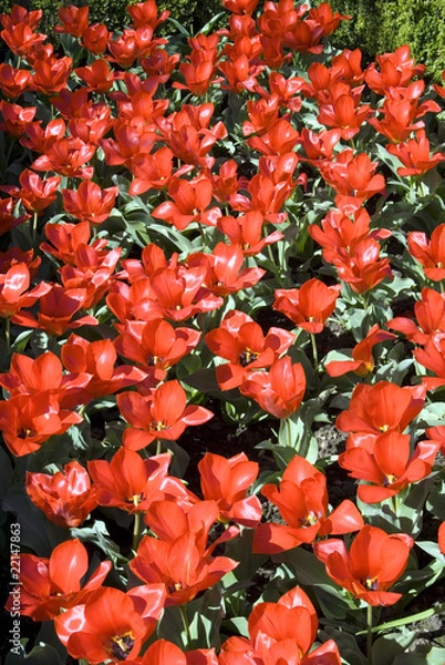 Obraz flowers blooming