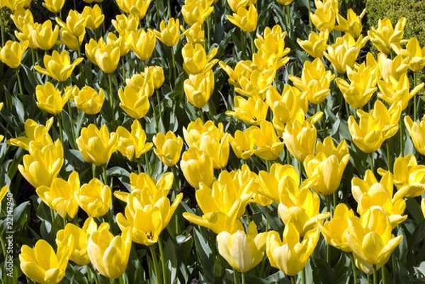 Obraz flowers blooming