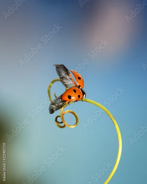 Obraz little beautiful ladybug crawling on a winding blade of grass spreading its wings and preparing to fly towards the sun
